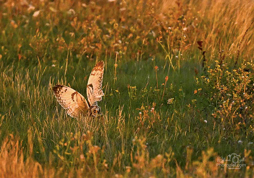 Photo du Hibou des marais