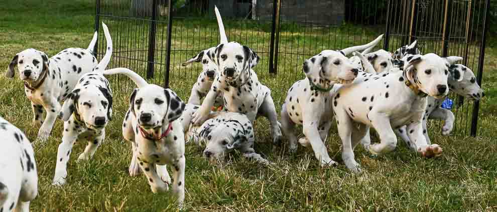 Photo de dalmatiens