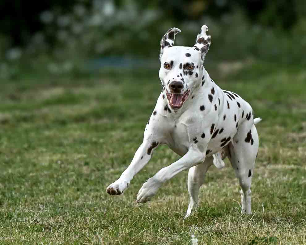 Photo d&apos;un dalmatien 