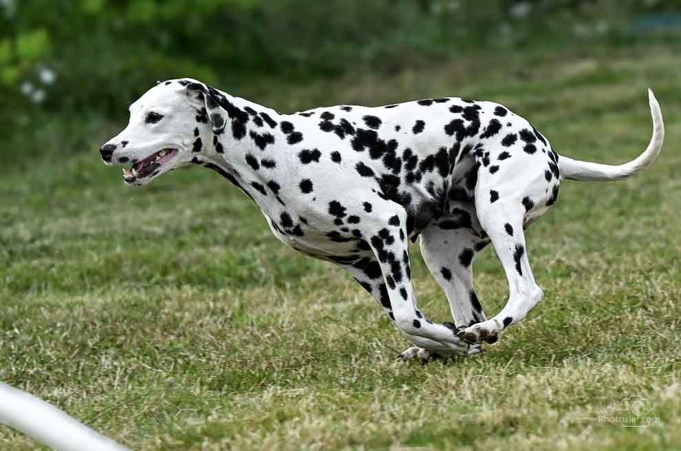 Photo d&apos;un dalmatien en train de courrir 