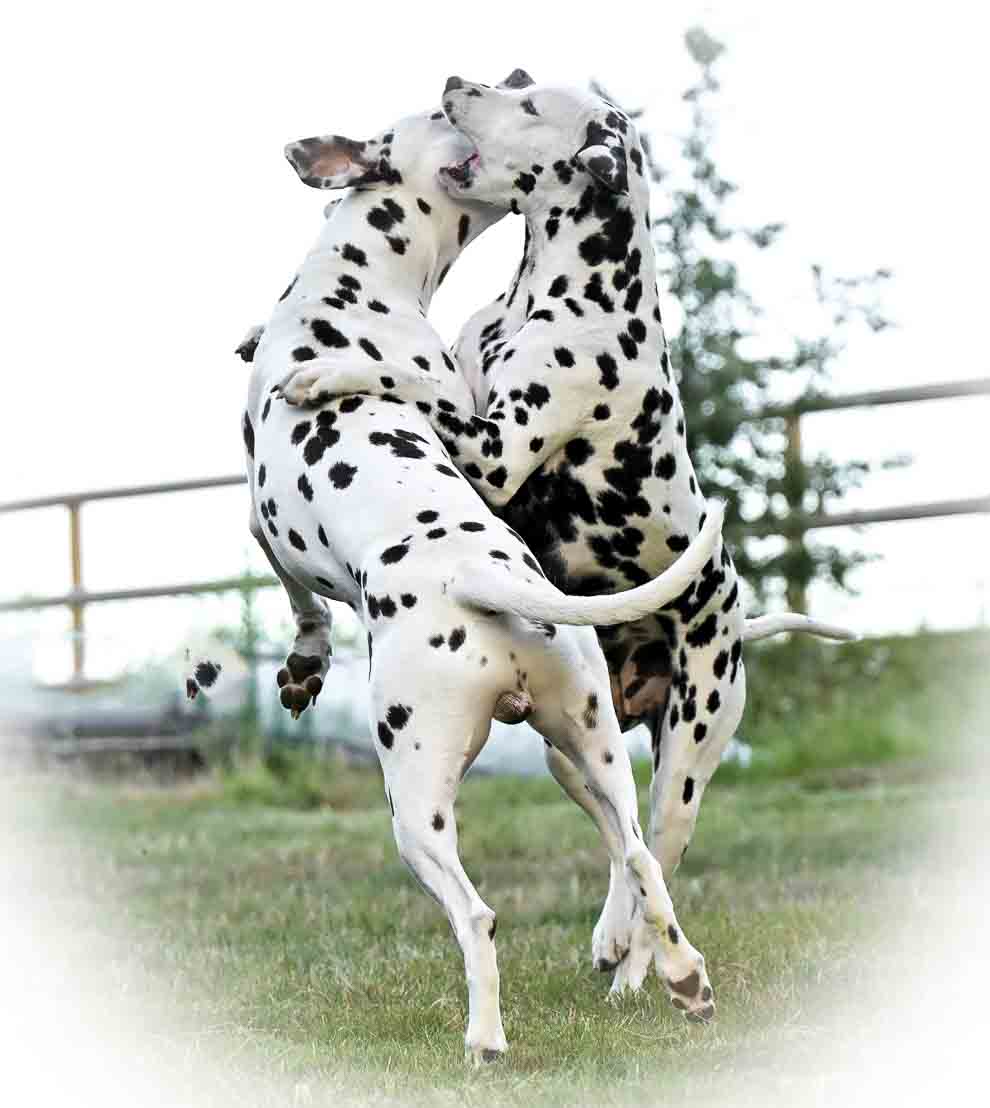 Photo de deux chiens pendant un shooting