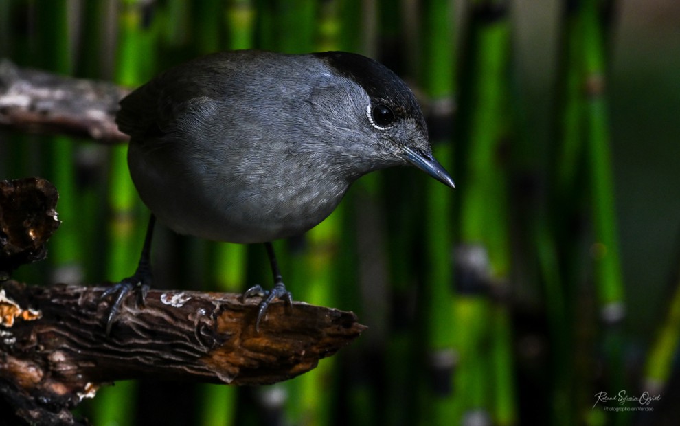 Chant d&apos;oiseau fauvette à tête noire