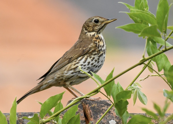 Chant d&apos;oiseau grive musicienne