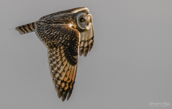 Sons d&apos;oiseaux hibou des marais