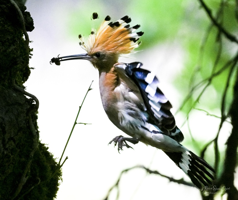 Sons d&apos;oiseaux hibou des marais