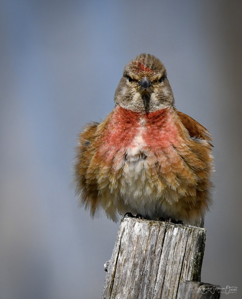 Chant et cris d&apos;oiseau loriot d&apos;europe