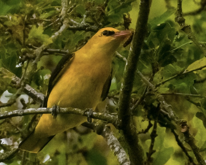 Chant et cris d&apos;oiseau loriot d&apos;europe