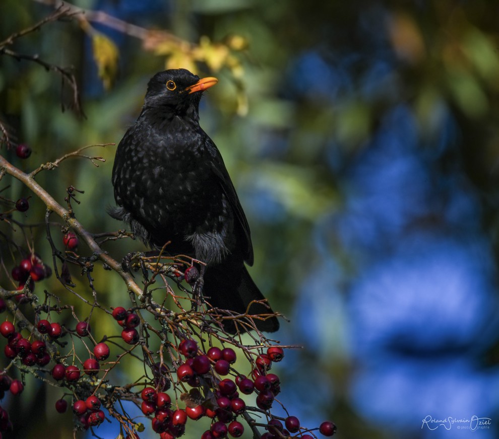 Chant et cris d&apos;oiseau loriot d&apos;europe