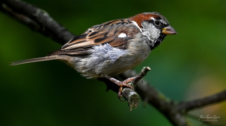 Chant et cris d&apos;oiseau loriot d&apos;europe