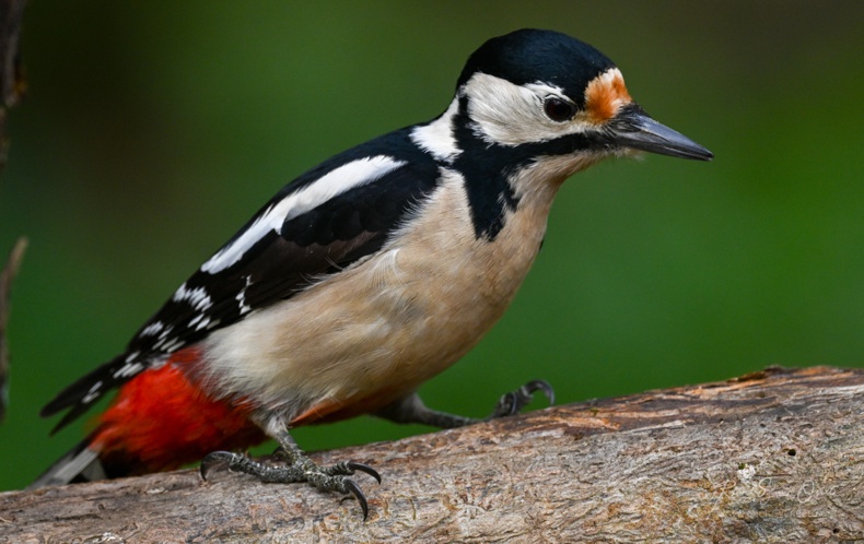 Chant d&apos;oiseau le pouillot véloce