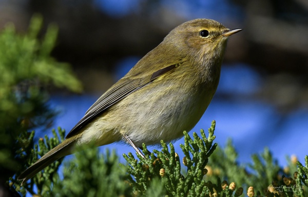 Chant d&apos;oiseau le pouillot véloce