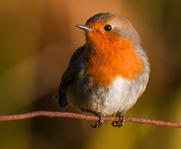 Sons d&apos;oiseaux le rossignol philomèle