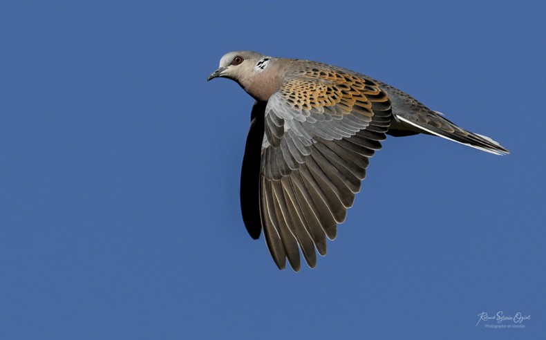 Sons d&apos;oiseaux le rossignol philomèle