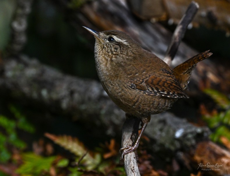 Sons d&apos;oiseaux le rossignol philomèle