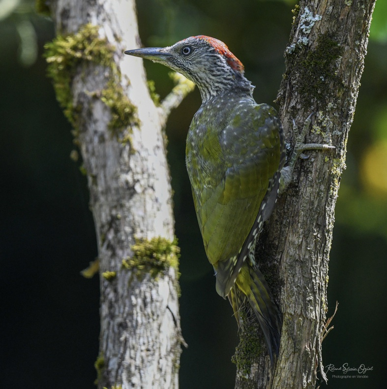 Chant d&apos;oiseau le pouillot véloce