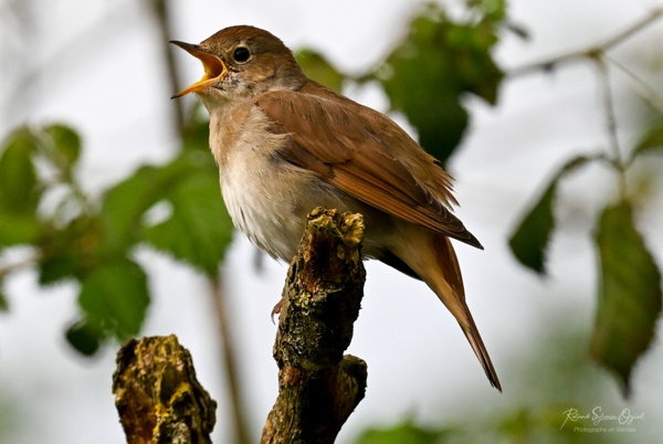 Sons d&apos;oiseaux le rossignol philomèle