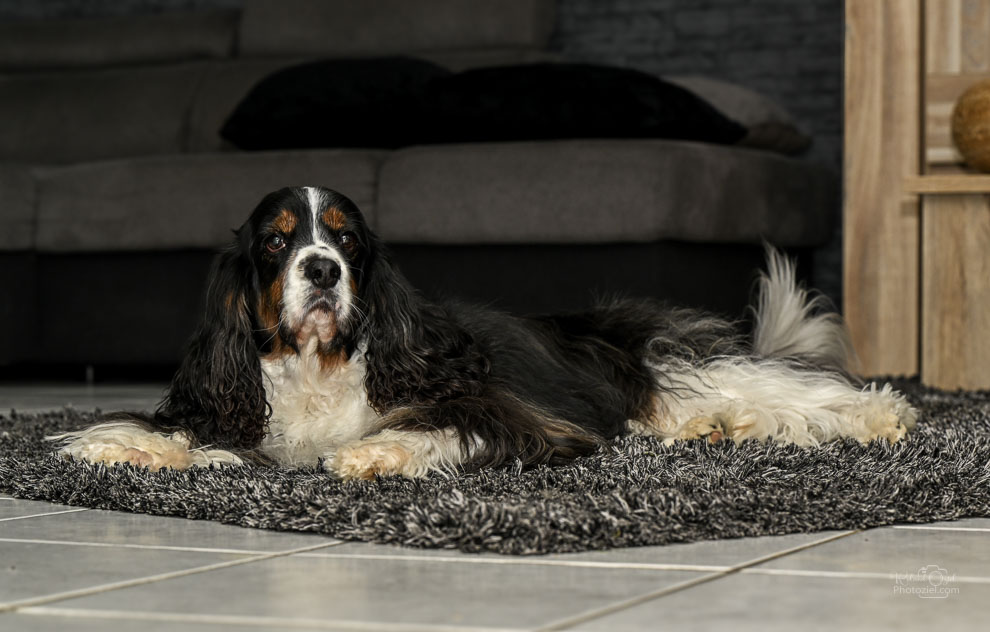 Photographe pour chien en Vendée