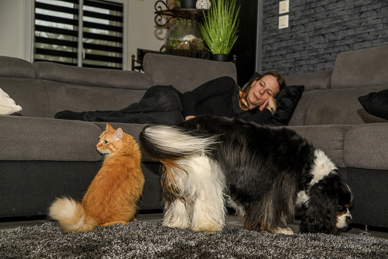 Photographe spécialisé dans la photo de chien et de chat