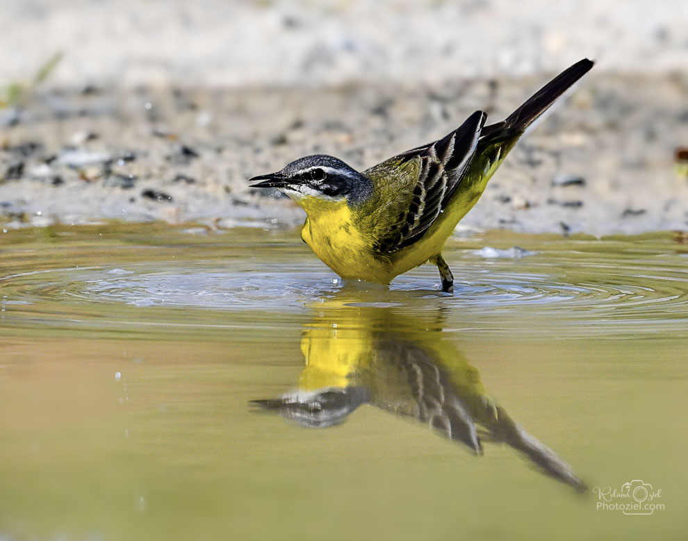 Photo de la bergeronnette printanière en compagnie de roland oziel photographe animalier