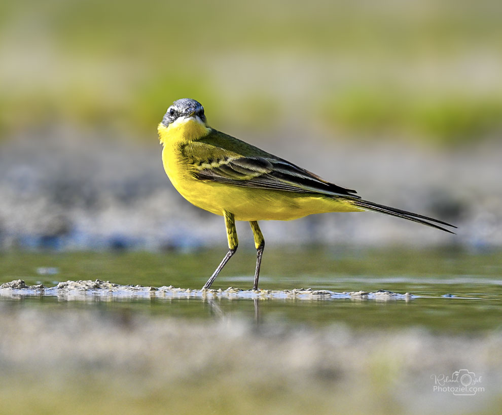 Roland oziel photographe animalier vous donne des conseils pour prendre en photo la bergeronnette printanière