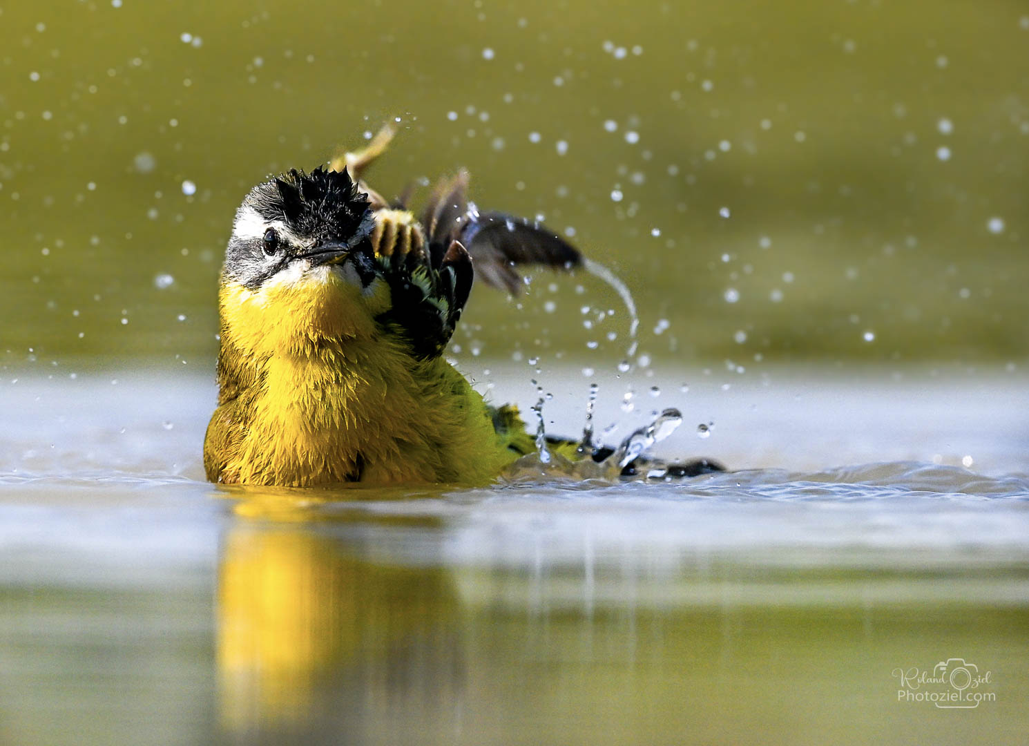 Roland OZIEL photographe animalier vous fait découvrir la bergeronnette printanière