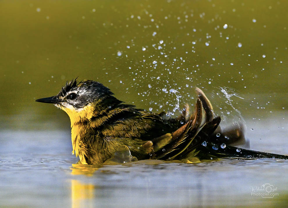 L'oiseau se lave produit des mouvements rapides, on augmente la vitesse de prise de vue de la photo