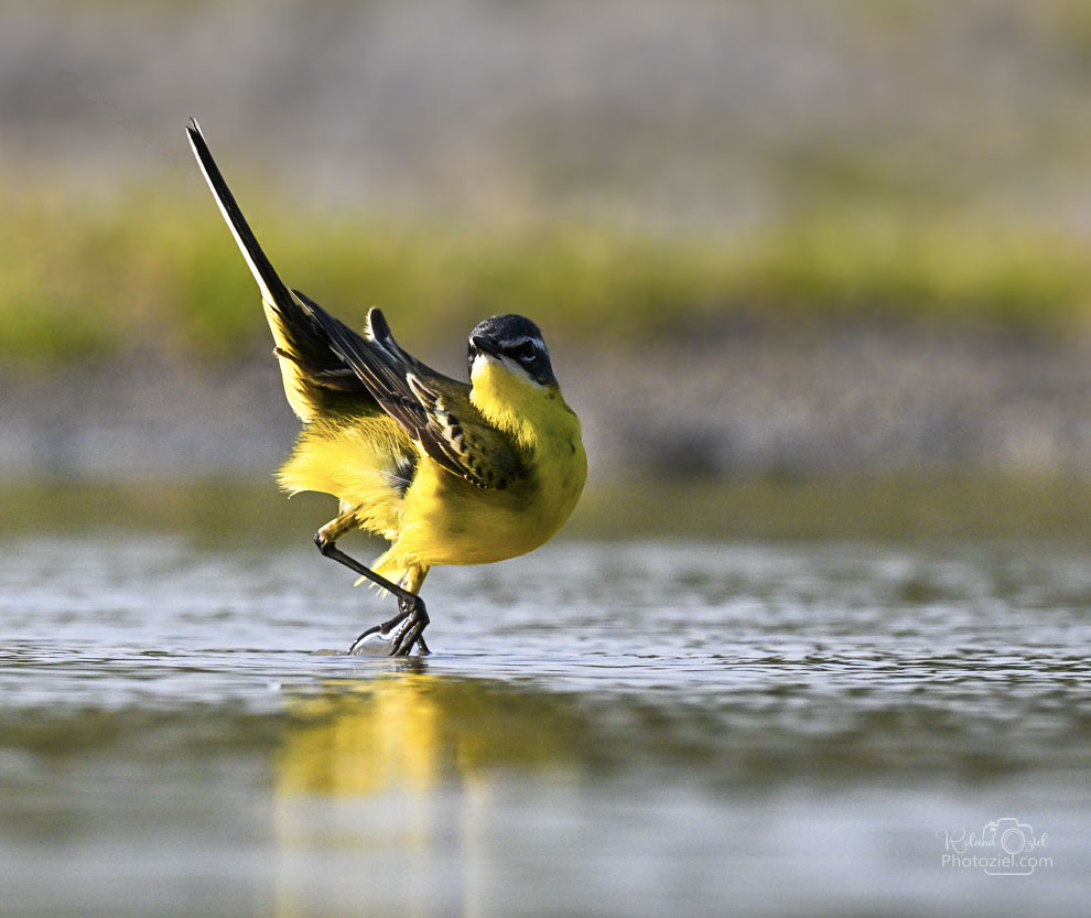 Photo de la bergeronnette printanière prise pendant un stage photo animalière en Vendée