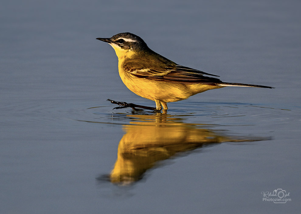 Photo de la bergeronnette printanière en vendée par roland oziel photographe