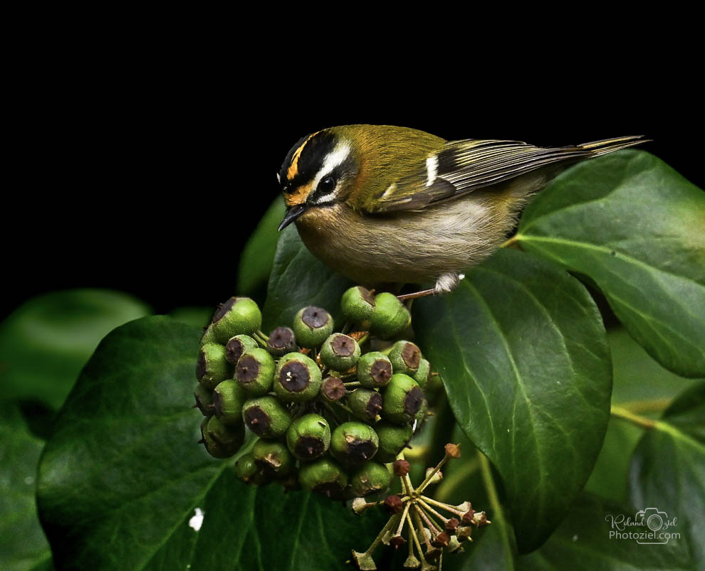 Photographie animalière consacrée au Roitelet triple-bandeau