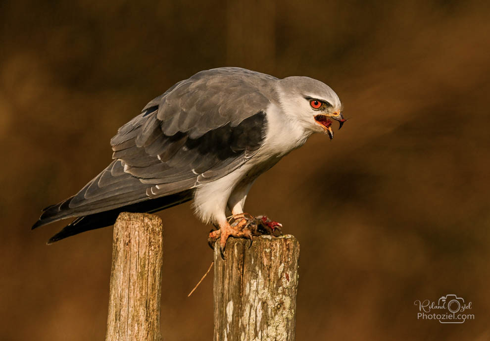 Apprendre la photographie animalière pour débutant ici un Elanion blanc